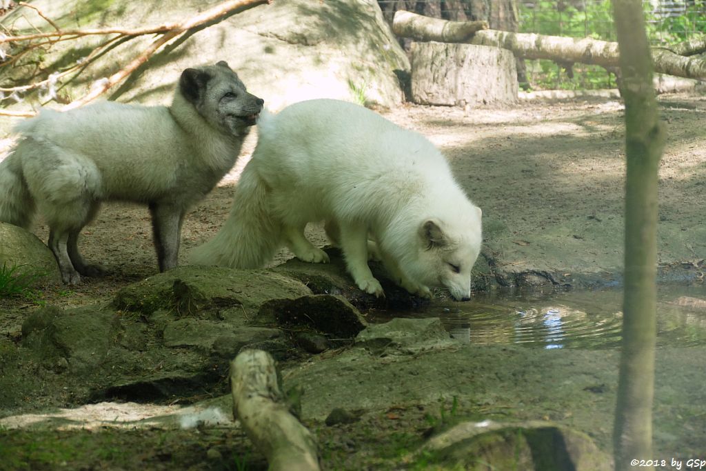 Polarfuchs (Eisfuchs)