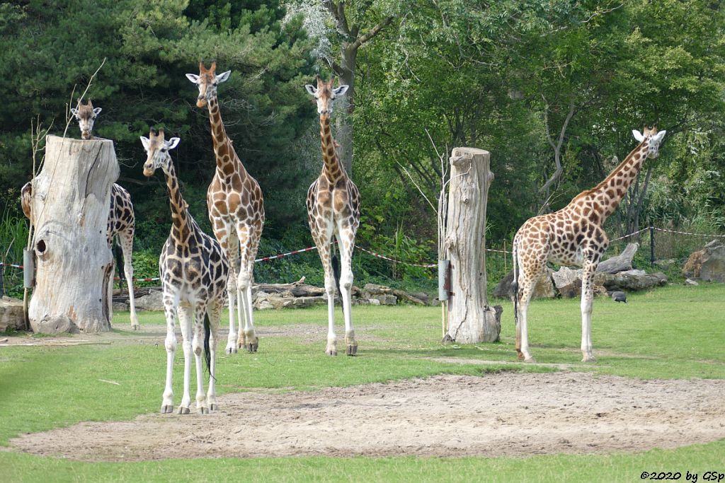 Rothschildgiraffe (Uganda-Giraffe, Baringo-Giraffe)