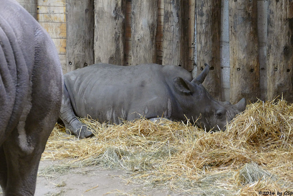 Breitmaulnashorn TAMU mit Sohn AMADOU, geb. am 4.4.15