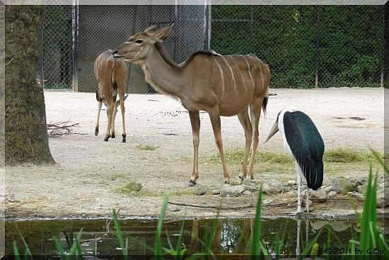 Großer Kudu, Marabu