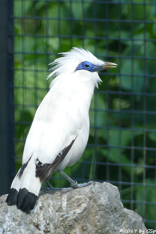 Balistar (Rothschild-Maina, Bali-Mynah)