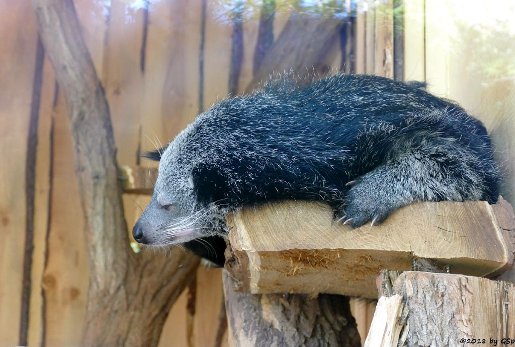 Binturong (Marderbär)