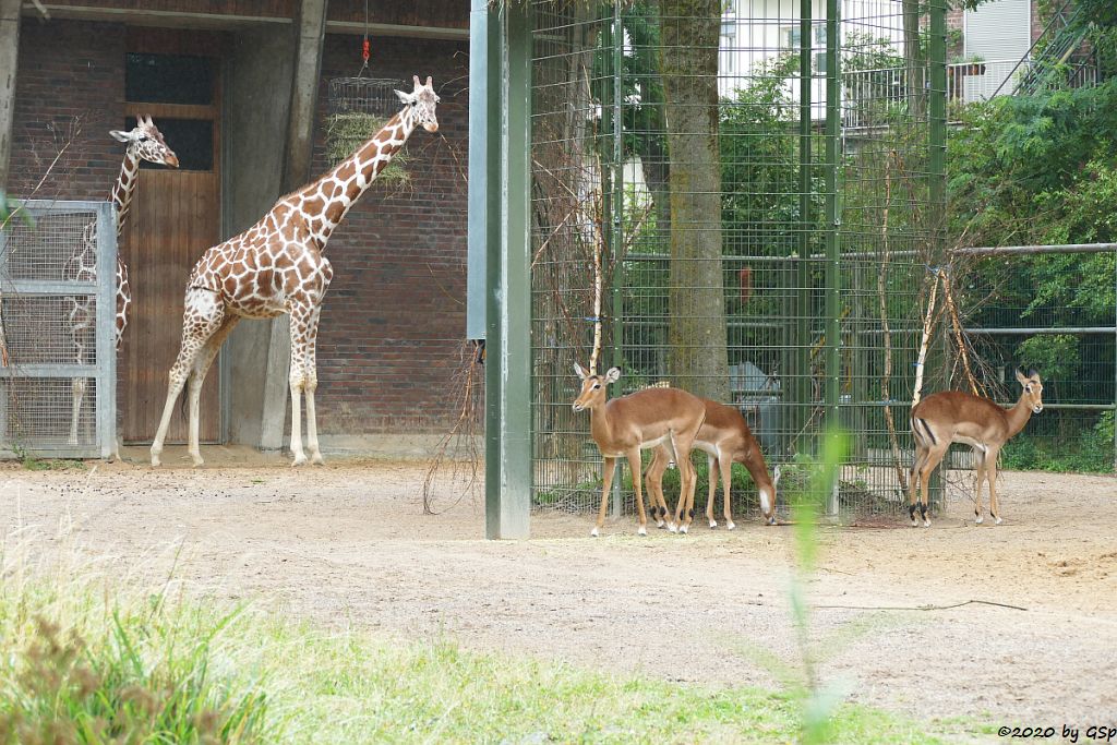 Netzgiraffe, Gewöhnliche Impala (Schwarzfersenantilope)