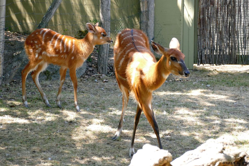 Westliche Sitatunga, Jungtier geb. 16.05.19