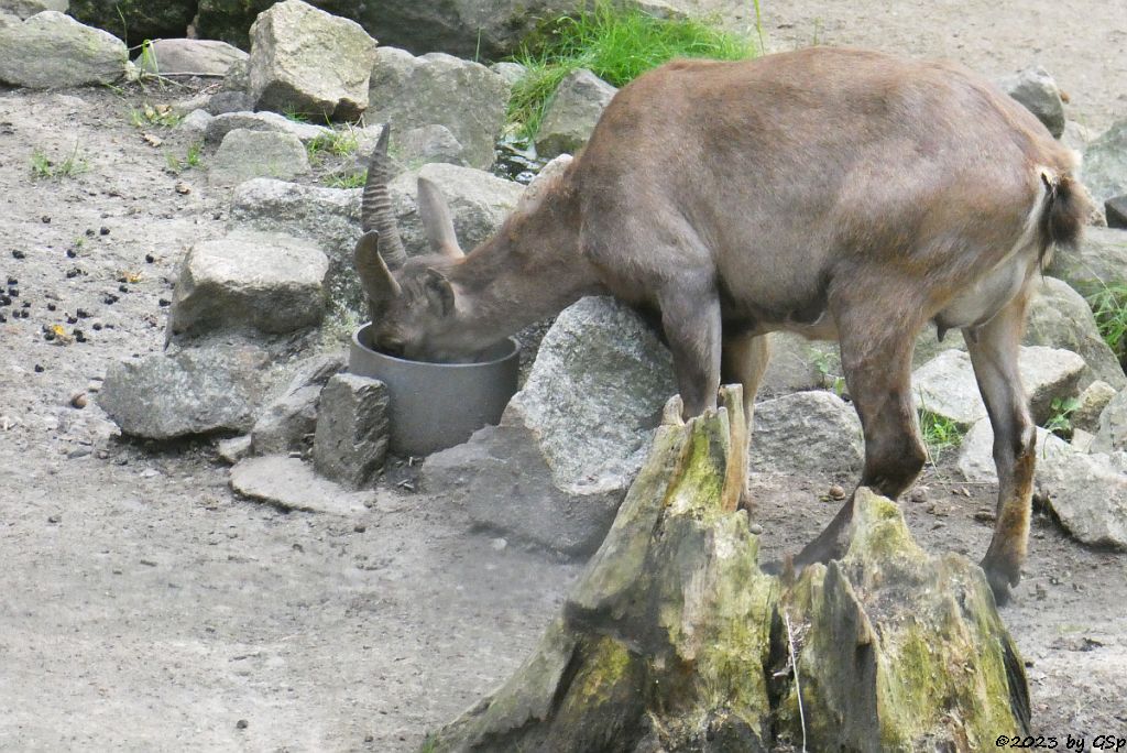 Alpensteinbock