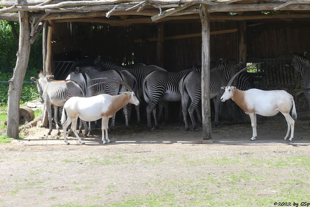 Säbelantilope, Grévy-Zebra