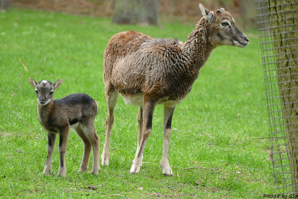 Europäisches Mufflon