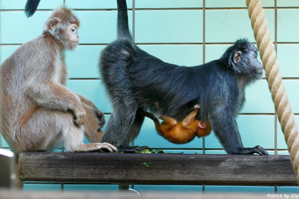 Schwarzer Haubenlangur (Javanischer Haubenlangur, Budeng)