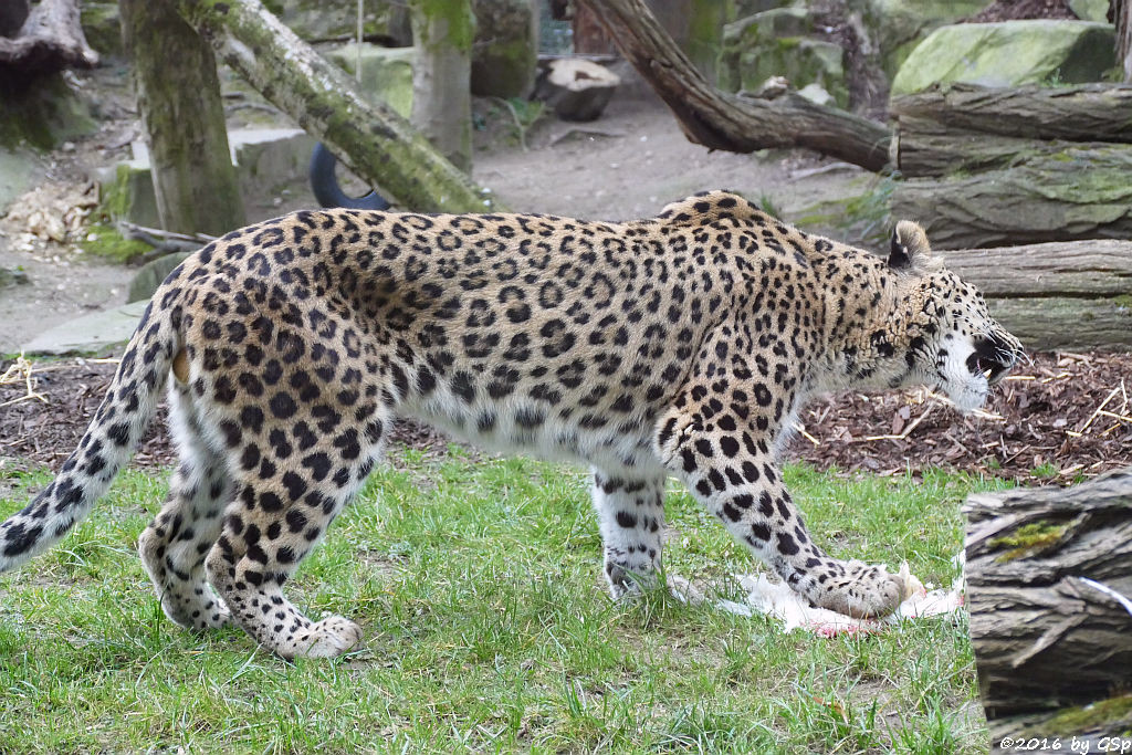 Nordpersischer Leopard (Afghanischer Leopard)