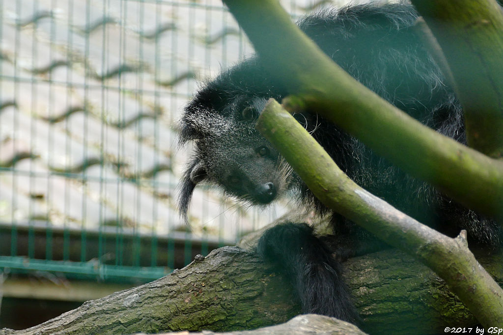 Binturong (Marderbär)