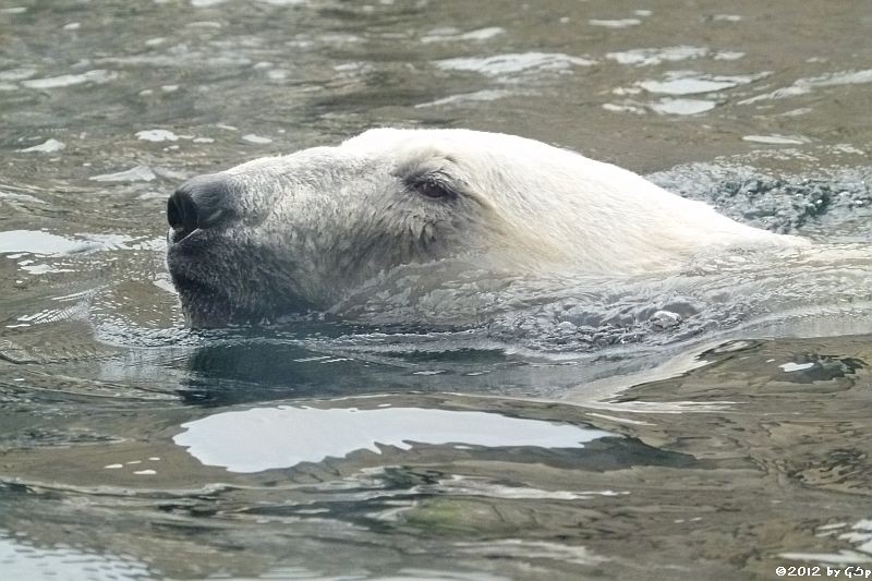 Eisbär