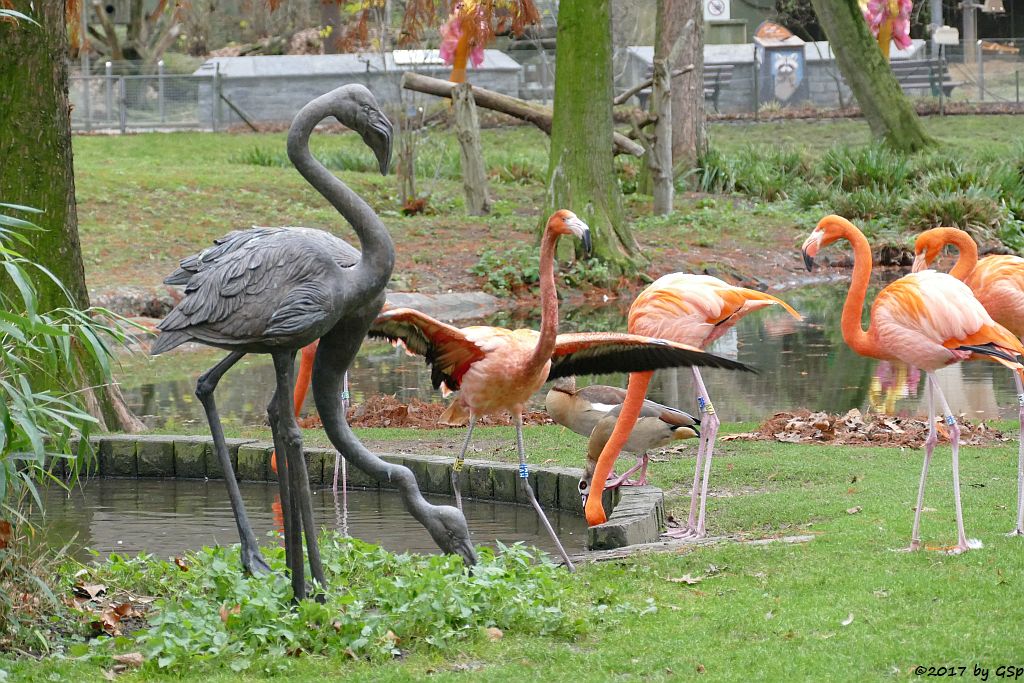 Kubaflamingo (Karibischer Flamingo, Roter Flamingo)