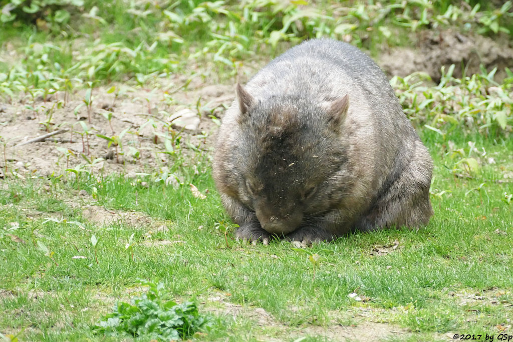 Australischer Nacktnasenwombat