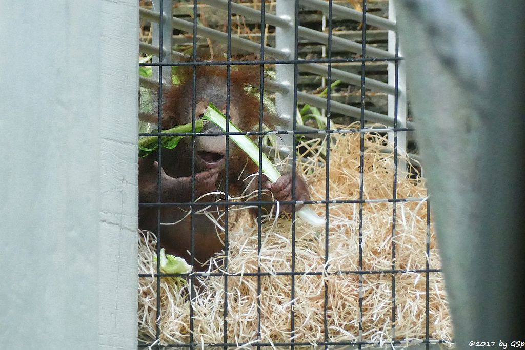 Sumatra-Orang-Utan OMBAK, geb. am 4.3.17