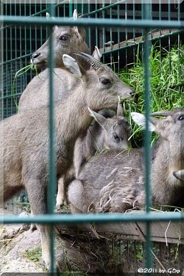 Mittelchinesischer Goral