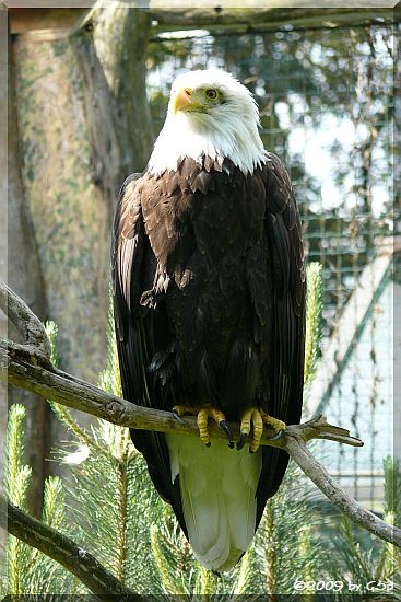 Weißkopfseeadler