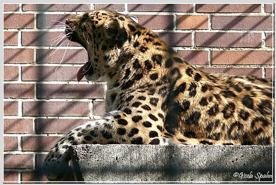 Amur-Leopard