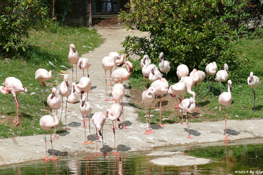 Zwergflamingo