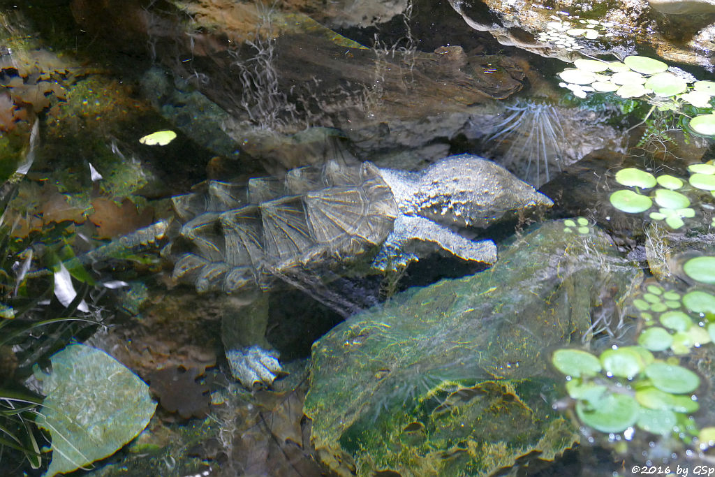 Geierschildkröte (Alligatorschildkröte)