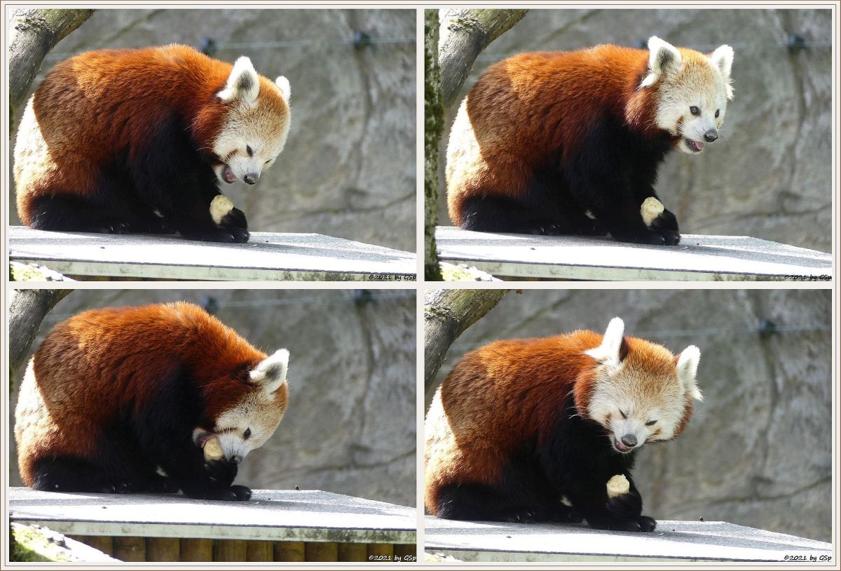 Westlicher Kleiner Panda (Westlicher Katzenbär, Nepalesischer Roter Panda)