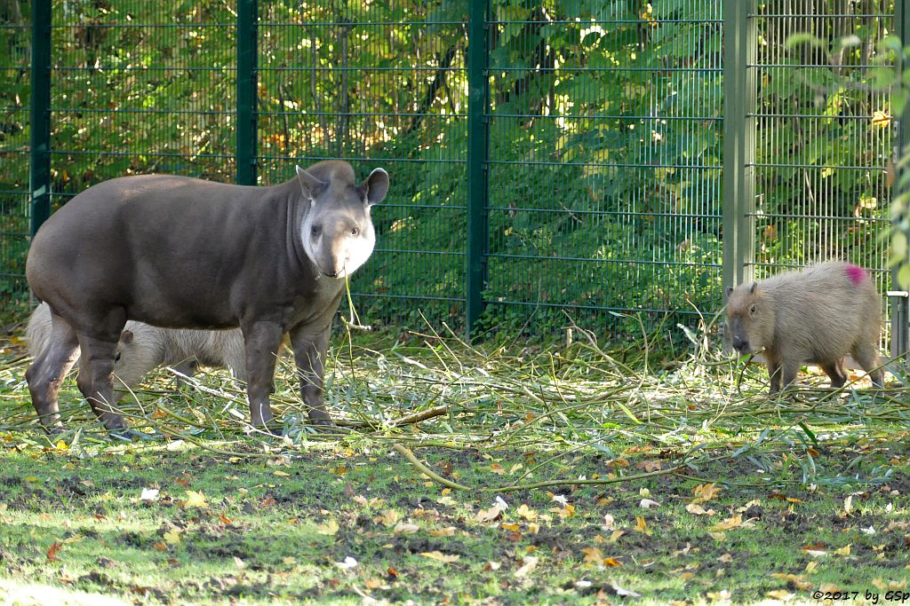 Flachlandtapir (Südamerikanischer Tapir), Wasserschwein (Capybara)