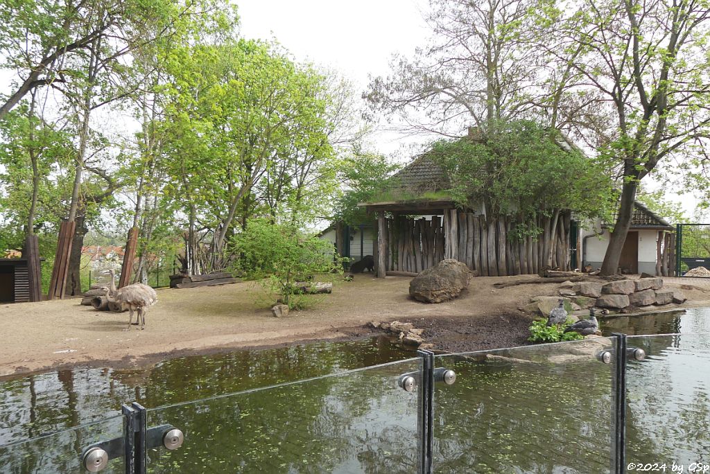 Zoo Halle: Darwinnandu (Kleiner Nandu, Darwinstrauß), Großer Ameisenbär (Yurumi)