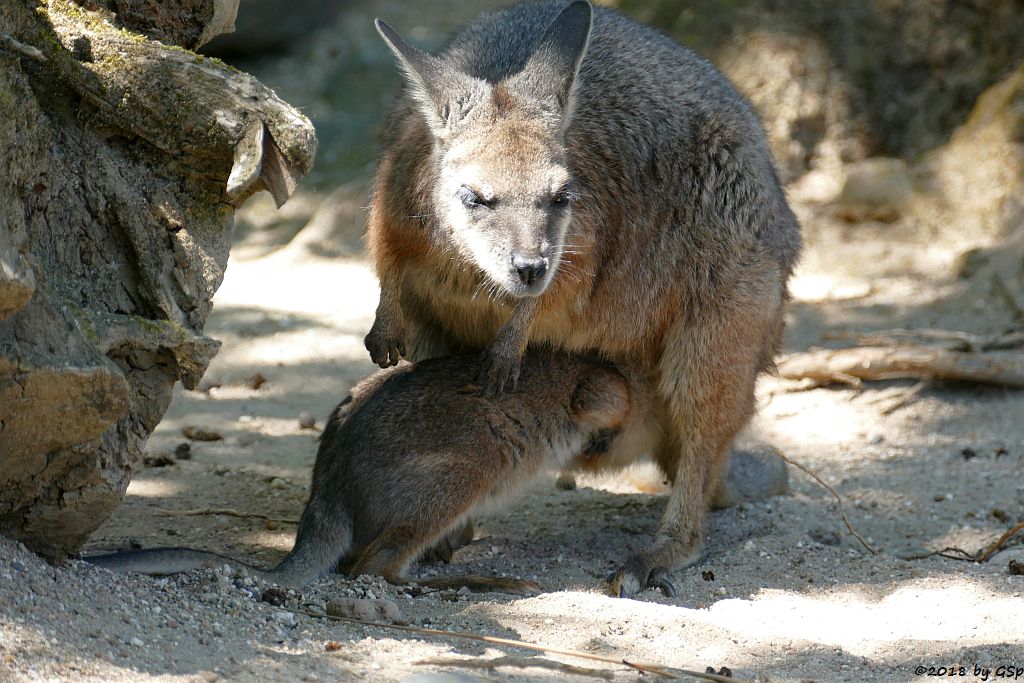 Tammarwallaby (Derbywallaby, Damakänguru)