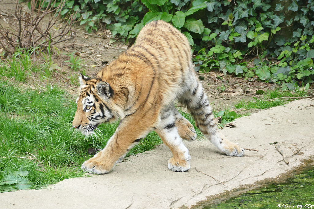 Amurtiger (Sibirischer Tiger, Mandschu-Tiger)