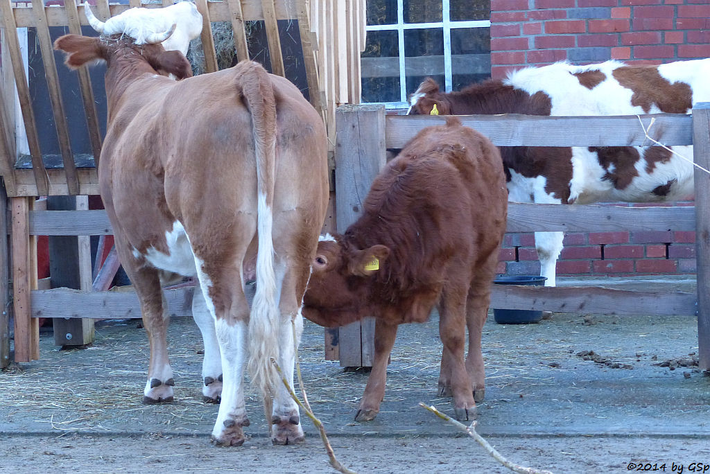 Schwarzbuntes Niederungsrind