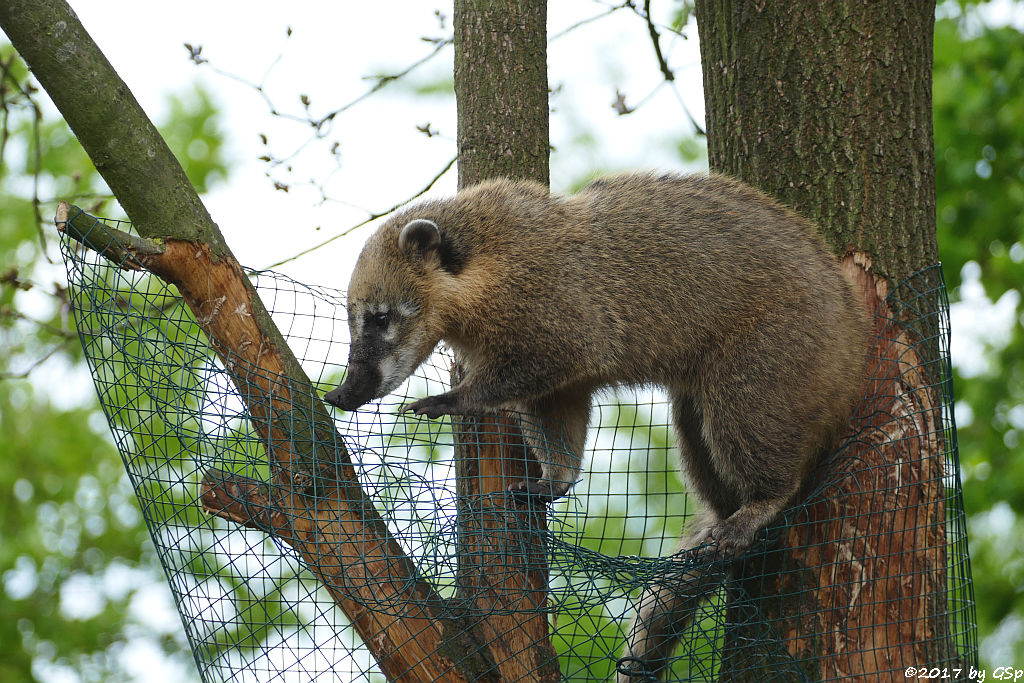 Roter Nasenbär (Gewöhnlicher Nasenbär, Südamerikanischer Nasenbär)