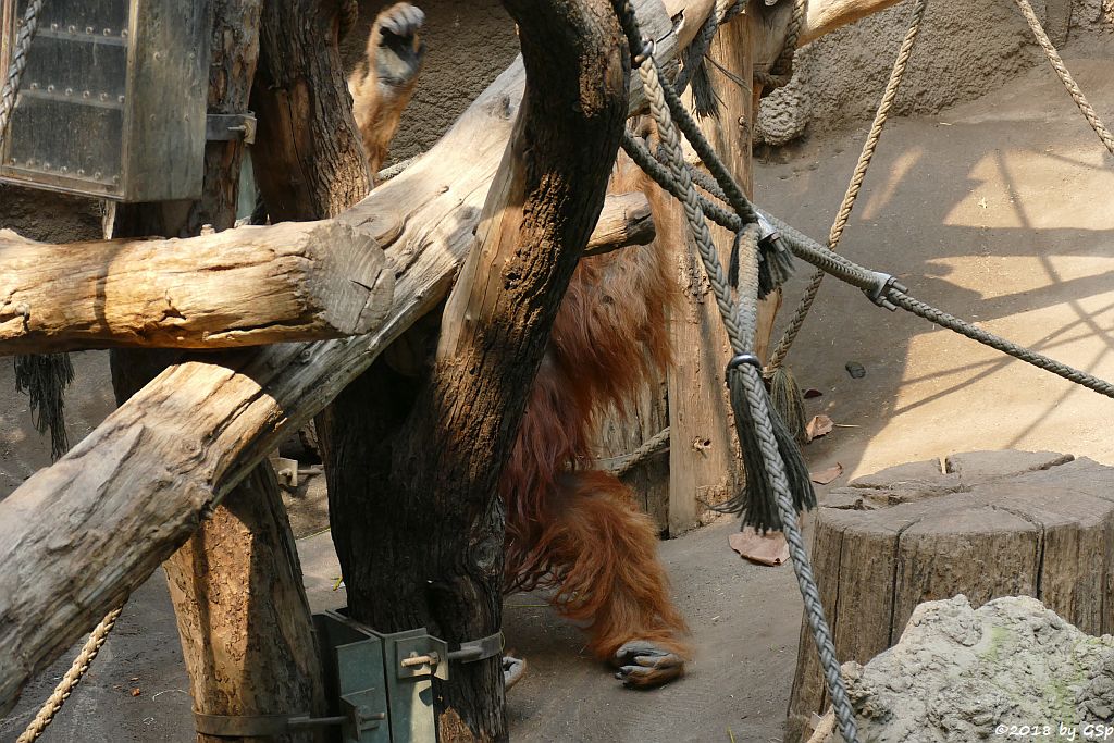 Sumatra-Orang-Utan BIMBO