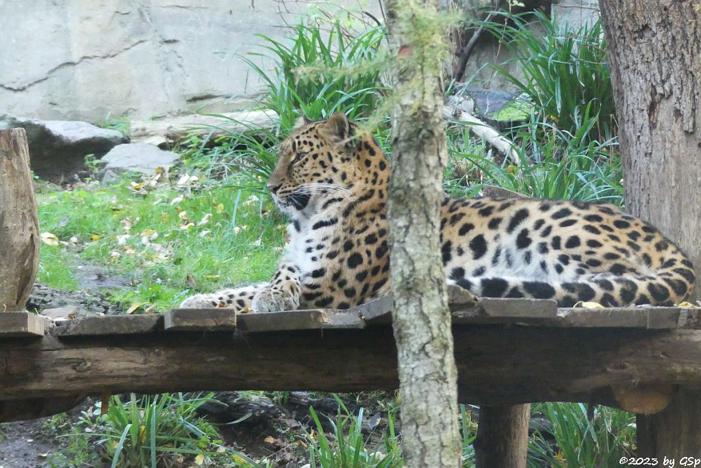 Amurleopard