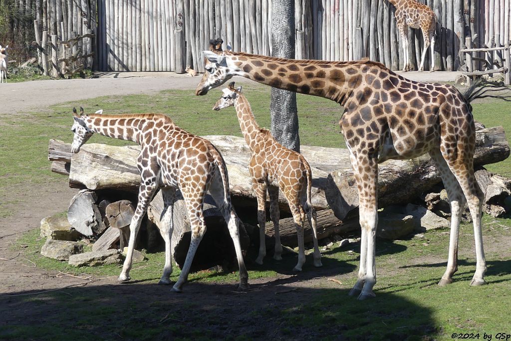 Rothschildgiraffe (Uganda-Giraffe, Baringo-Giraffe), KIANO geb. am 4.1.24