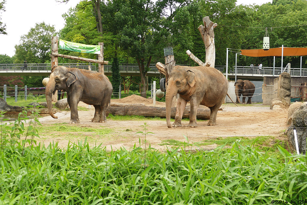 Asiatischer Elefant  RANI, SHANTI, JENNY