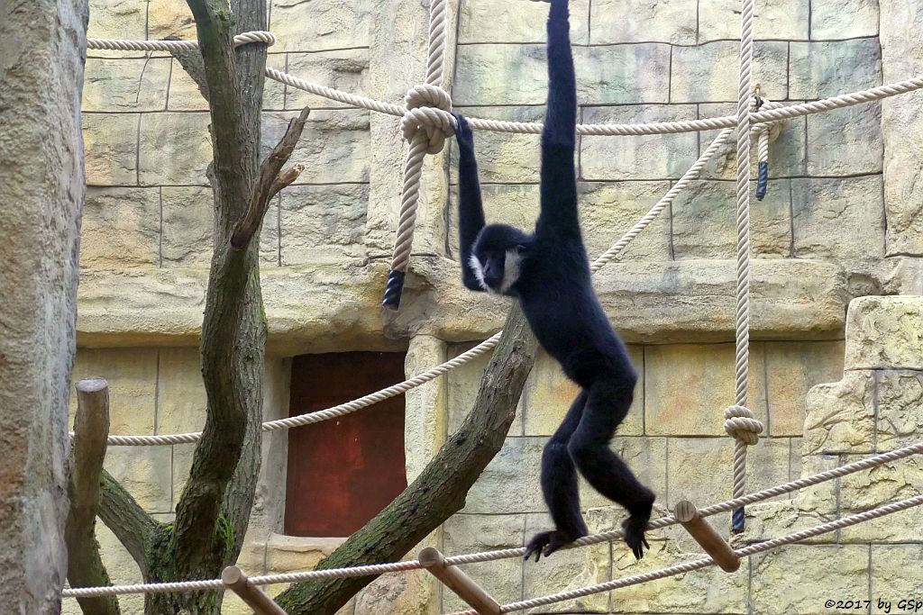 Weißwangengibbon (Nördlicher Weißwangen-Schopfgibbon)