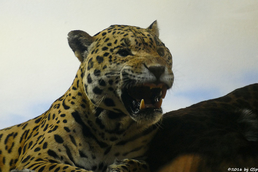 Jaguar