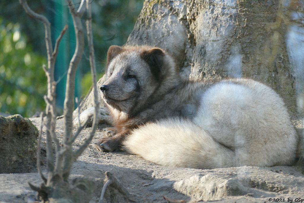 Polarfuchs (Eisfuchs, Blaufuchs)