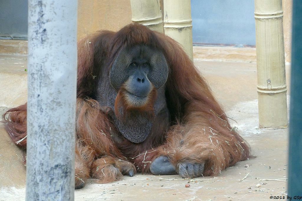 Sumatra-Orang-Utan JAMBI