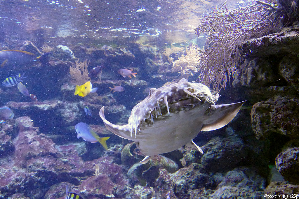 Gefleckter Teppichhai (Gepunkteter Teppichhai)