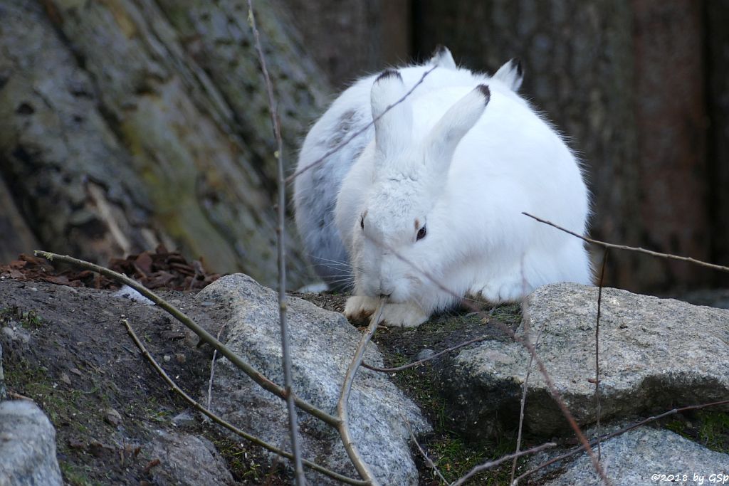 Alpenschneehase