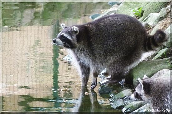 Waschbär