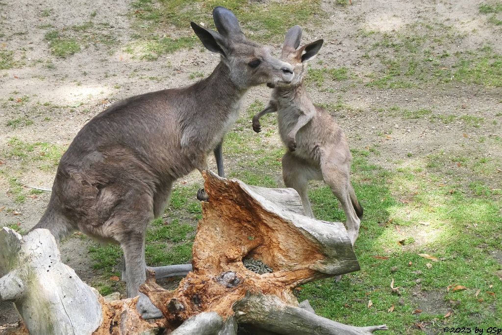 Östliches Graues Riesenkänguru