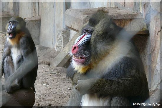 Mandrill