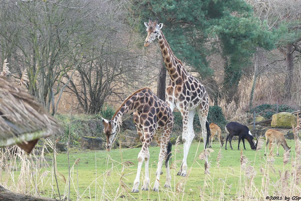 Rothschildgiraffe (Uganda-Giraffe, Baringo-Giraffe),  Weißnacken-Moorantilope (Mrs. Grays Wasserbock)