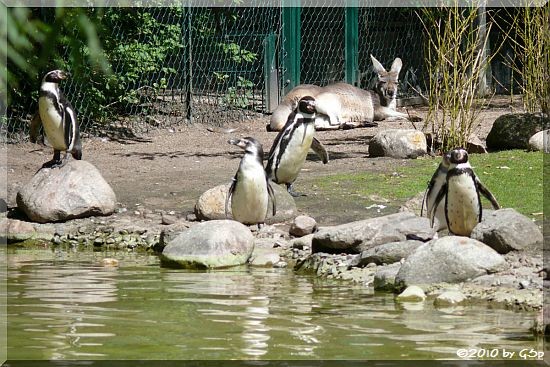 Humboldt-Pinguin und Rotes Riesenkänguru