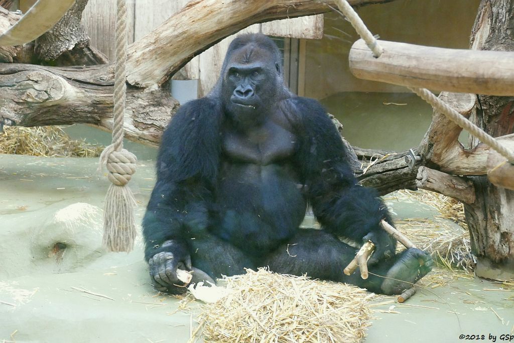 Flachlandgorilla KITO