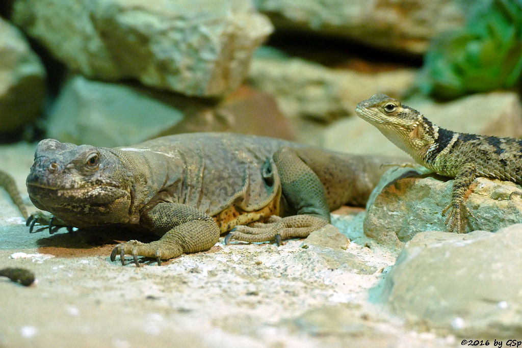 Chuckwalla,  Blauer Stachelleguan (Halsband-Stachelleguan)