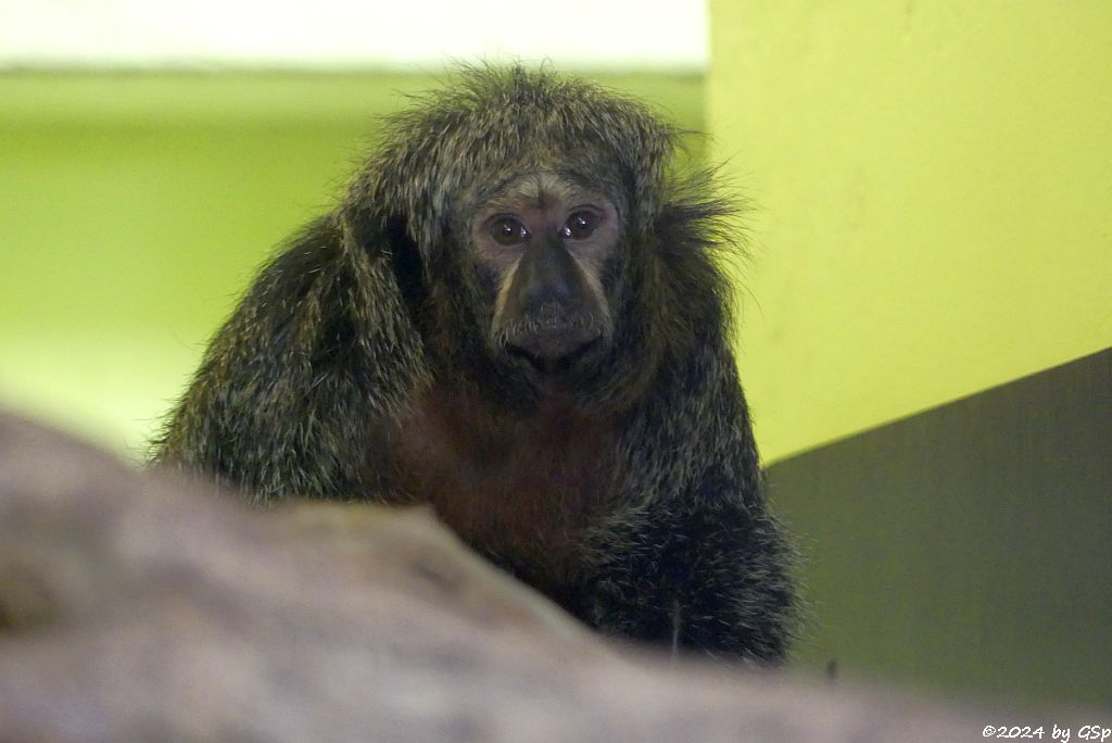 Zoo Halle: Weißkopfsaki (Blasskopfsaki, Weißgesichtsaki)