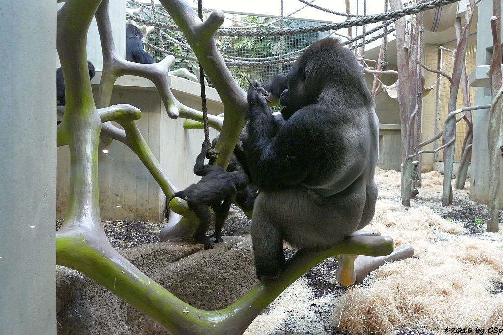 Flachlandgorilla