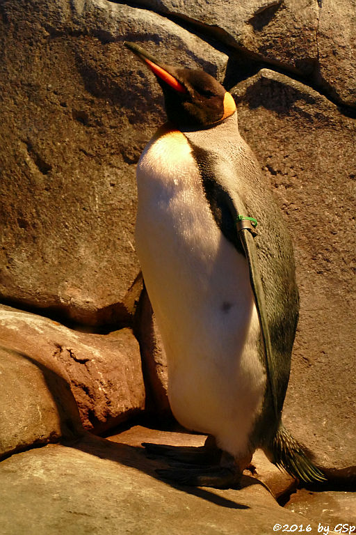 Königspinguin